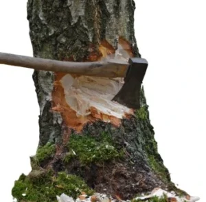 axe cutitng a tree